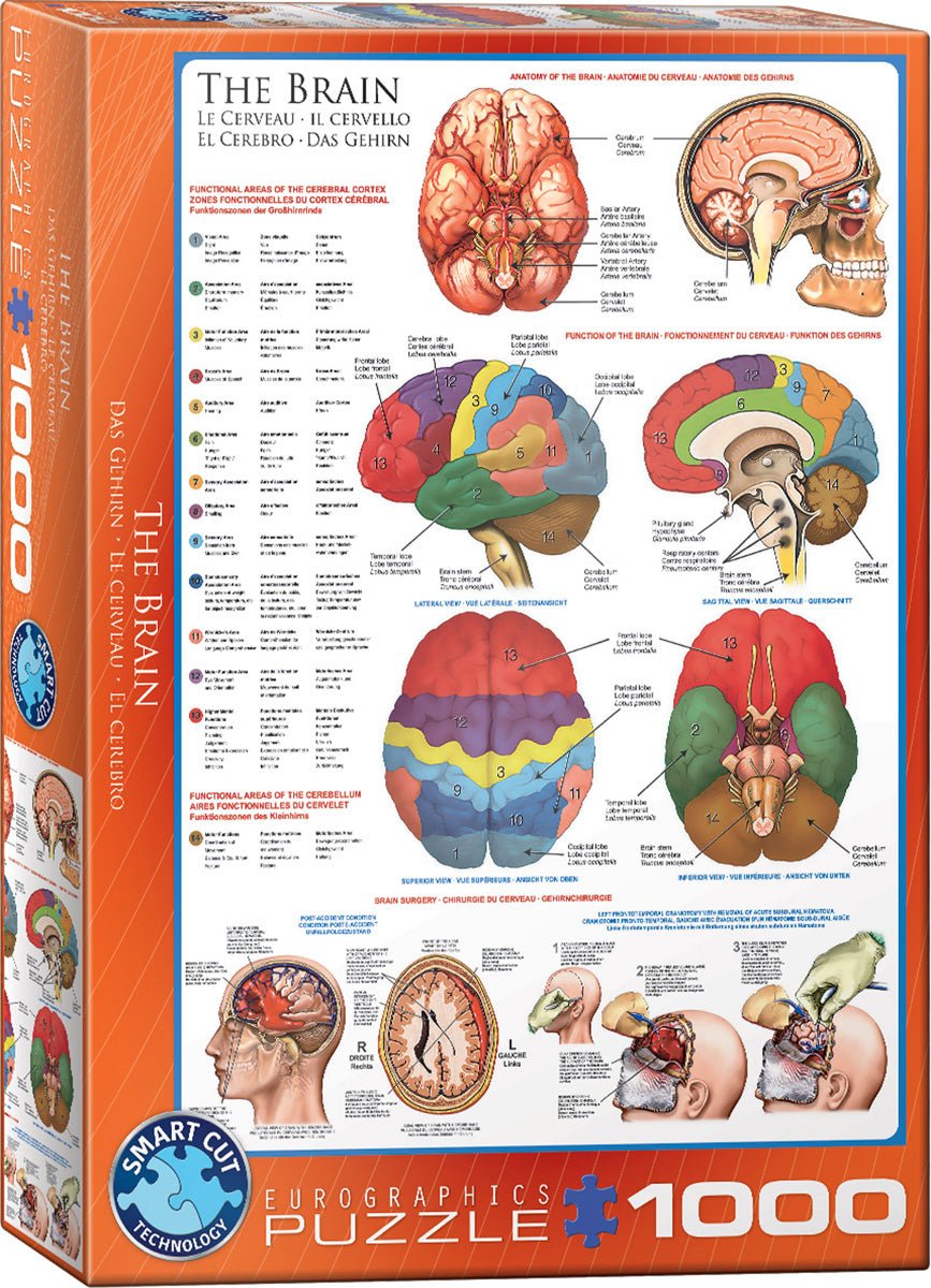 Az Agy Eurographics 1000 darabos kirakó puzzle (EUR - 6000 - 0256) - puzzlegarden