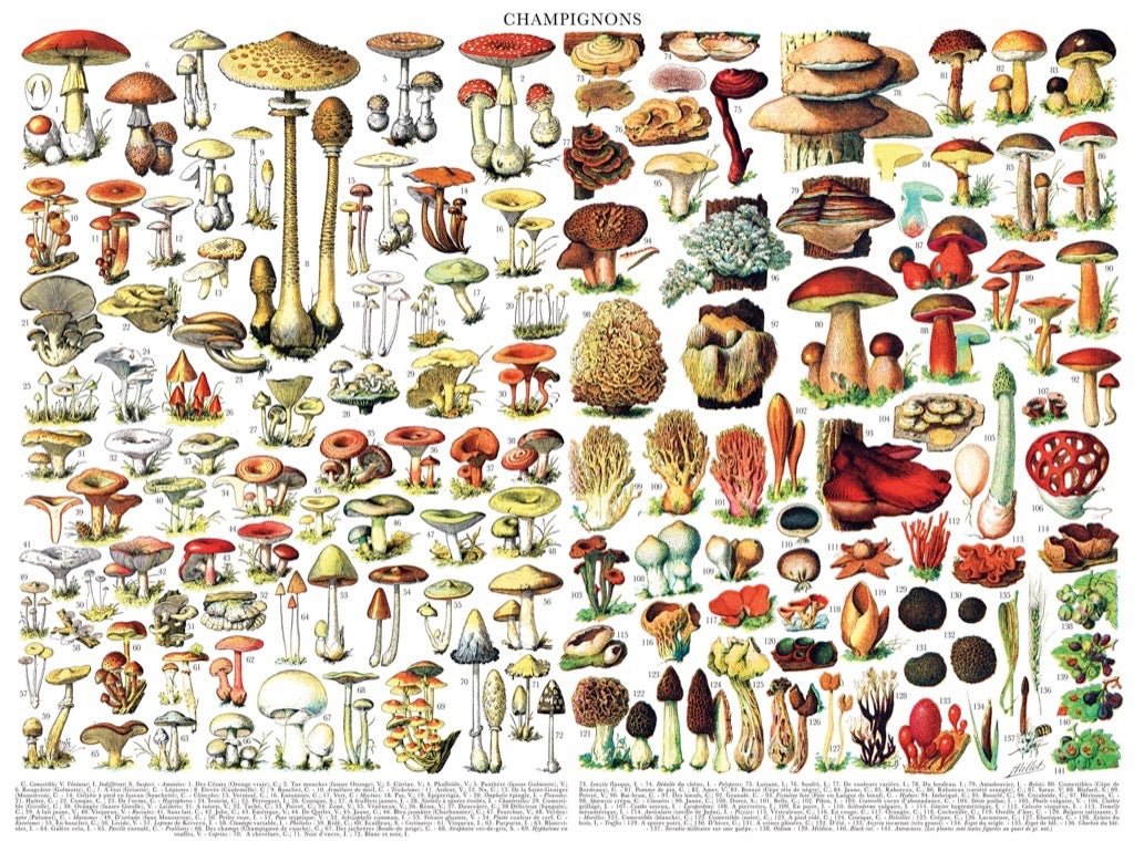 Gombák New York Puzzle Company 1000 darabos kirakó puzzle (NYPC - PD638) - puzzlegarden