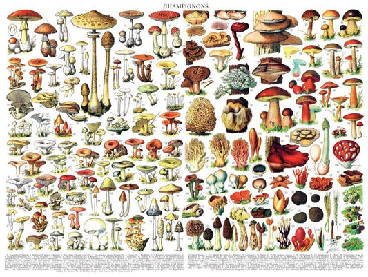 Gombák New York Puzzle Company 1000 darabos kirakó puzzle (NYPC - PD638) - puzzlegarden