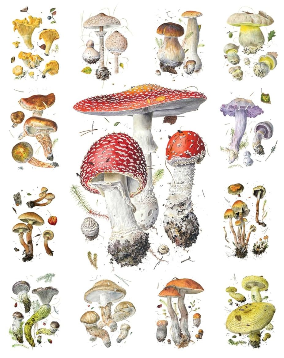 Gombák Pomegranate 1000 darabos kirakó puzzle (POM - AA1176 9781087510163) - puzzlegarden