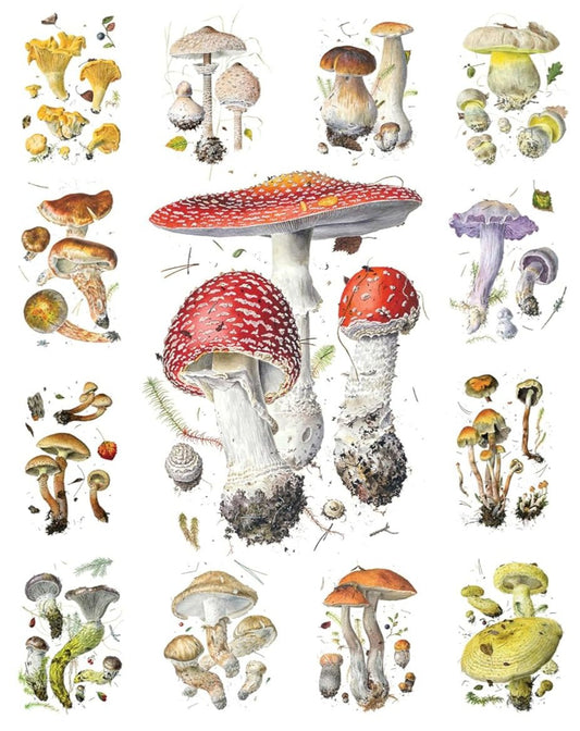 Gombák Pomegranate 1000 darabos kirakó puzzle (POM - AA1176) - puzzlegarden