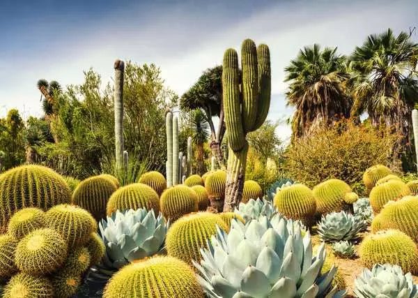 Gyönyörű Kertek - The Huntington Desert Garden, Kalifornia, USA Ravensburger 1000 darabos kirakó puzzle (RA - 12000850) - puzzlegarden