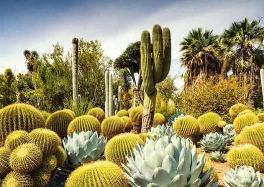 Gyönyörű Kertek - The Huntington Desert Garden, Kalifornia, USA Ravensburger 1000 darabos kirakó puzzle (RA - 12000850) - puzzlegarden
