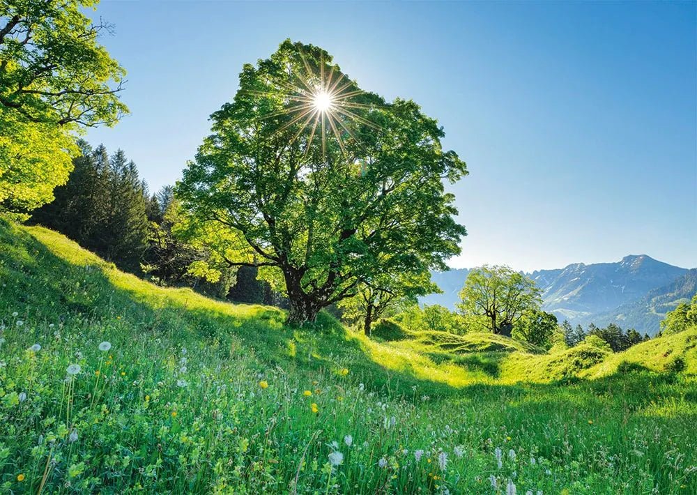 Juharfa a Napsütésben - St. Gallen, Svájc Schmidt Spiele 1000 darabos kirakó puzzle (SCH - 59761) - puzzlegarden