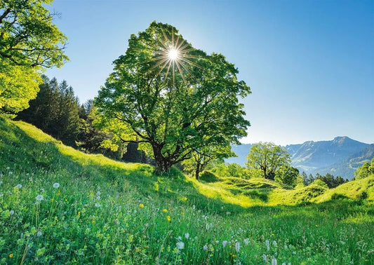 Juharfa a Napsütésben - St. Gallen, Svájc Schmidt Spiele 1000 darabos kirakó puzzle (SCH - 59761) - puzzlegarden