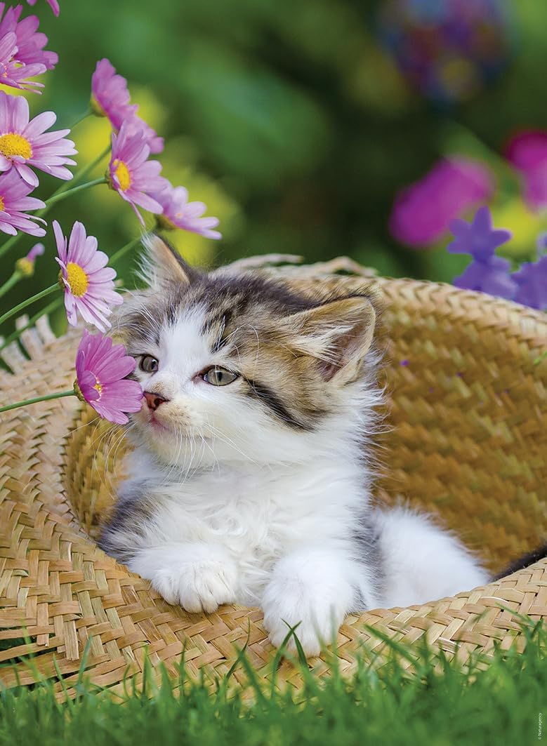 Kiscicák vidéken - 2x500 Ravensburger 500 darabos kirakó puzzle (RA - 12000232) - puzzlegarden