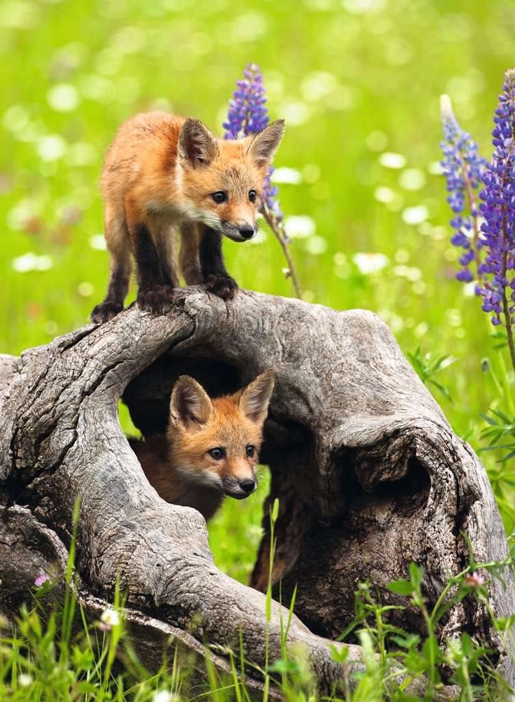 Kiváncsi Kisrókák Ravensburger 300 darabos kirakó puzzle (RA - 12000871) - puzzlegarden