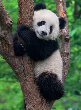 Panda és koala - 2x500 Ravensburger 500 darabos kirakó puzzle (RA - 12000241) - puzzlegarden