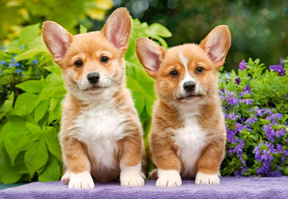Corgi kiskutyák Castorland 1000 darabos kirakó puzzle (C - 104659) - puzzlegarden