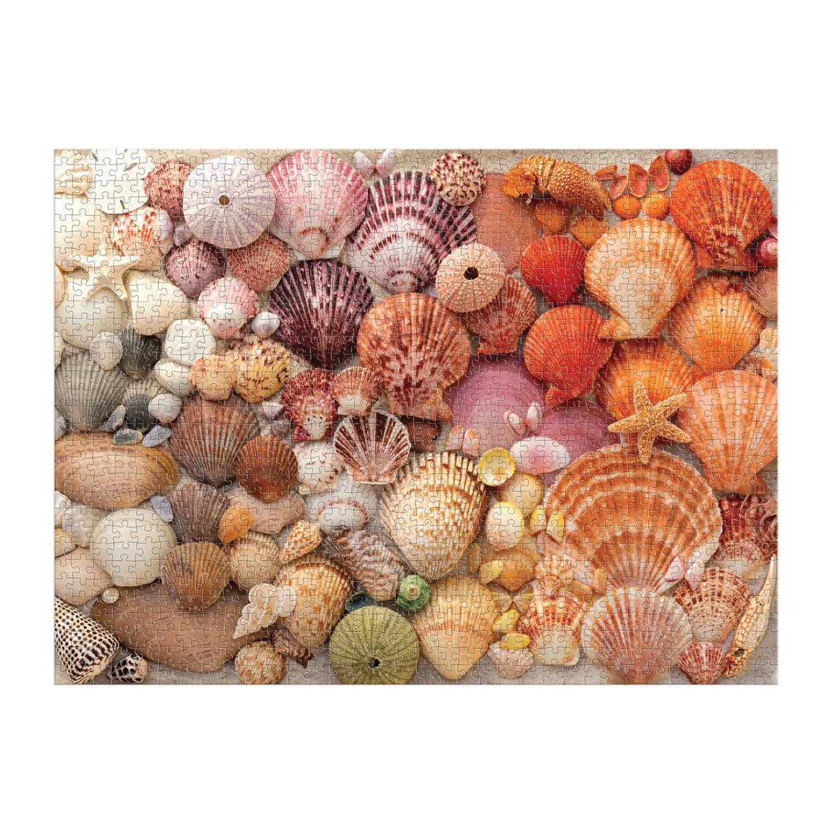 Ragyogó Kagylók Galison 1000 darabos kirakó puzzle (GA - 9780735380608) - puzzlegarden