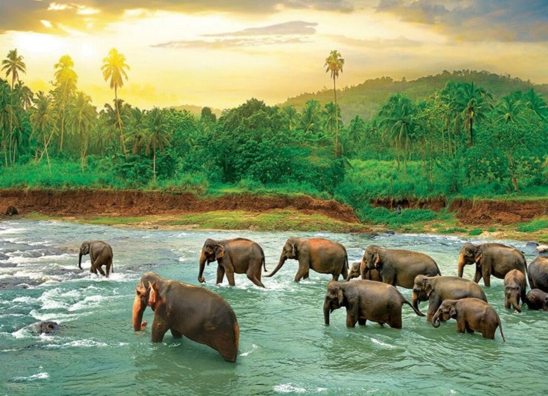 Save the Planet! - Esőerdő EuroGraphics 1000 darabos kirakó puzzle (EUR - 6000 - 5540) - puzzlegarden