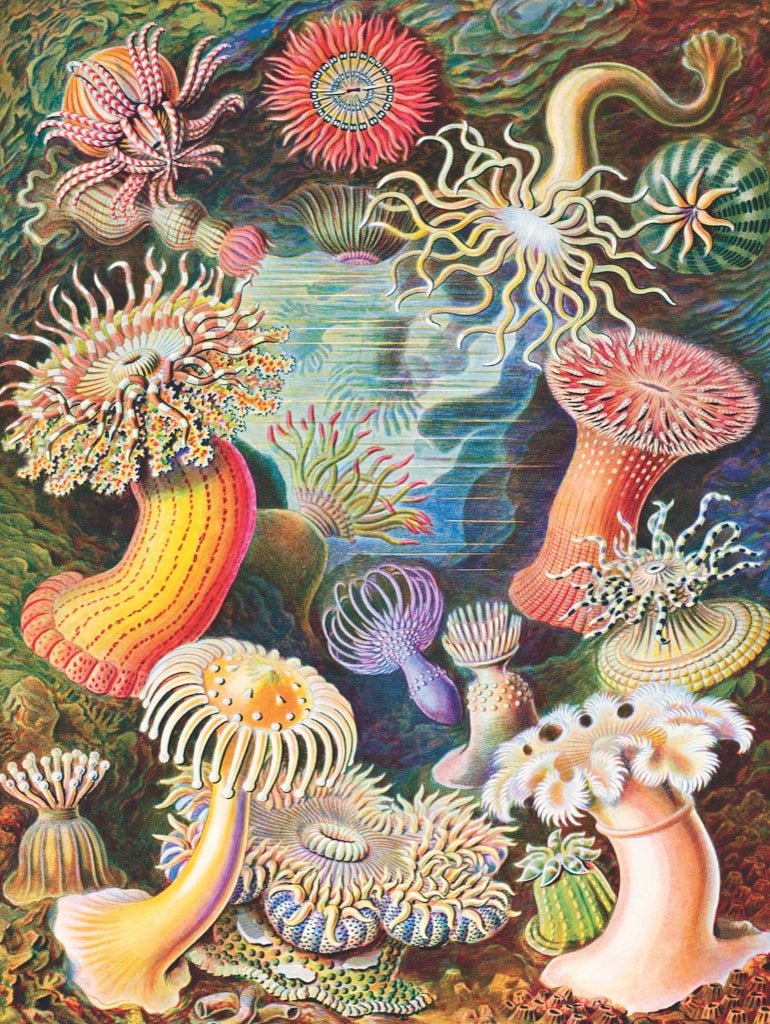 Tengeri Anemónák New York Puzzle Company 1000 darabos kirakó puzzle (NYPC - NPZPD1921) - puzzlegarden