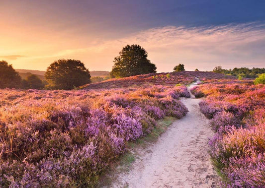 Gyönyörű Gyalogutak - Rózsaszín ösvény, Hollandia