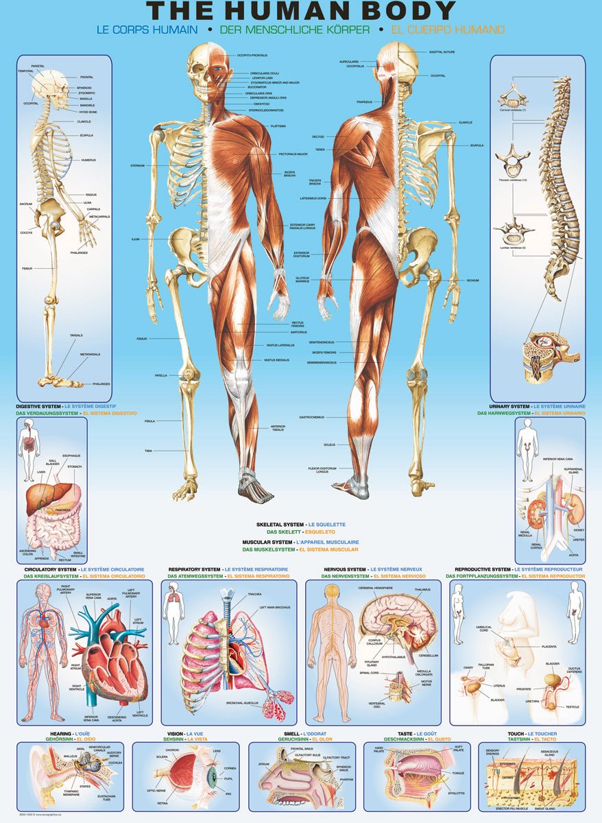 The Human Body 1000 darabos Eurographics puzzle kirakó (6000-1000)