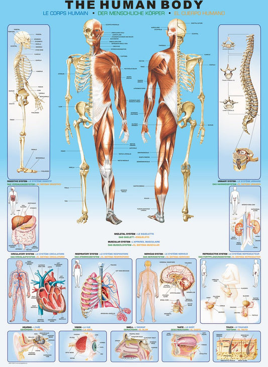 The Human Body 1000 darabos Eurographics puzzle kirakó (6000-1000)