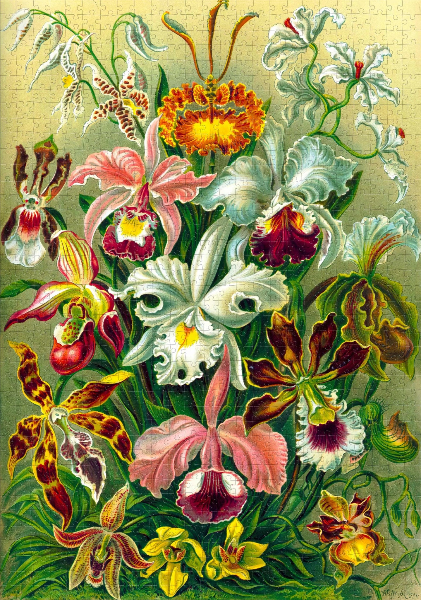 Imagination - Ernst Haeckel - Orchidea Good Loot 1000 darabos kirakó puzzle (GL - 5908305247531 5908305247531) - puzzlegarden