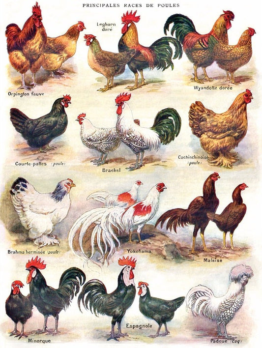 Szárnyasok New York Puzzle Company 500 darabos kirakó puzzle (NYPC - NPZPD2177) - puzzlegarden