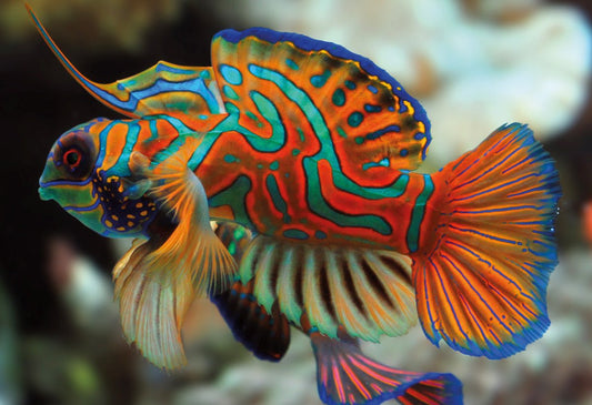 Színes természet 11 – Mandarinhal Interdruk 250 darabos kirakó puzzle (ID-PUZ250CN11) - puzzlegarden