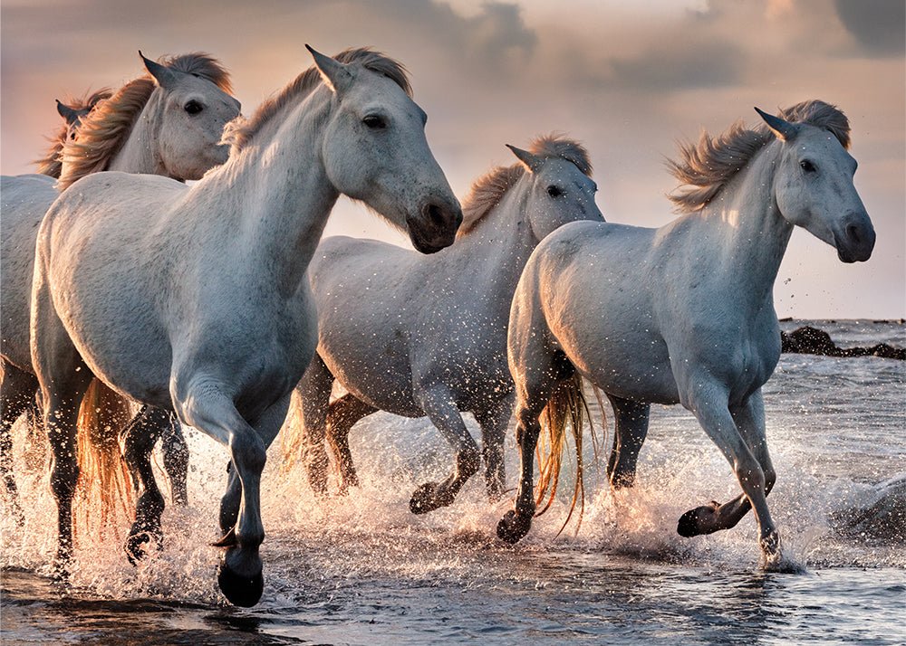 Vad lovak 4 Interdruk 1000 darabos kirakó puzzle (ID-PUZ1000WH4) - puzzlegarden